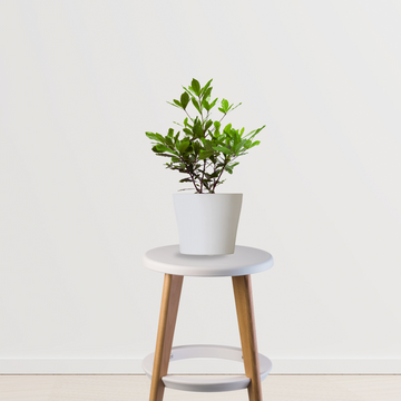 Dwarf chikoo plant for containers